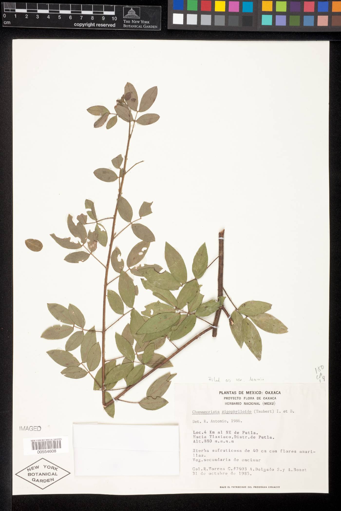 Chamaecrista zygophylloides image