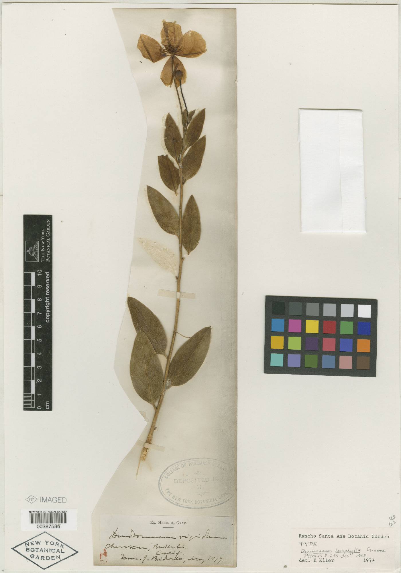 Dendromecon leiophylla image