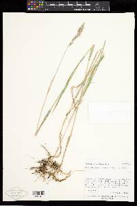 Muhlenbergia glomerata image