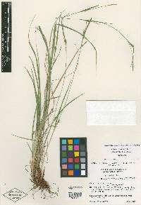 Carex thornei image