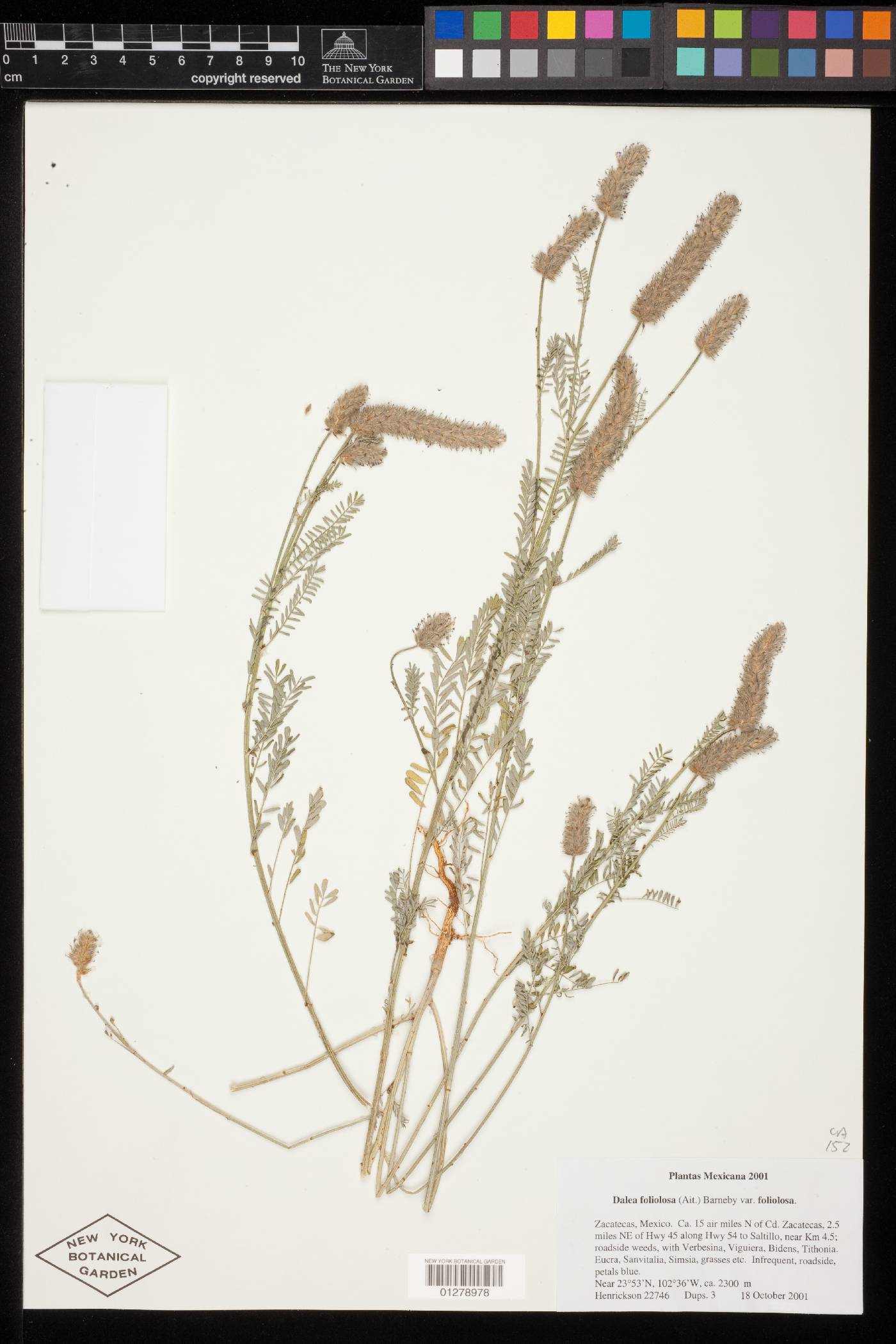 Dalea foliolosa var. foliolosa image