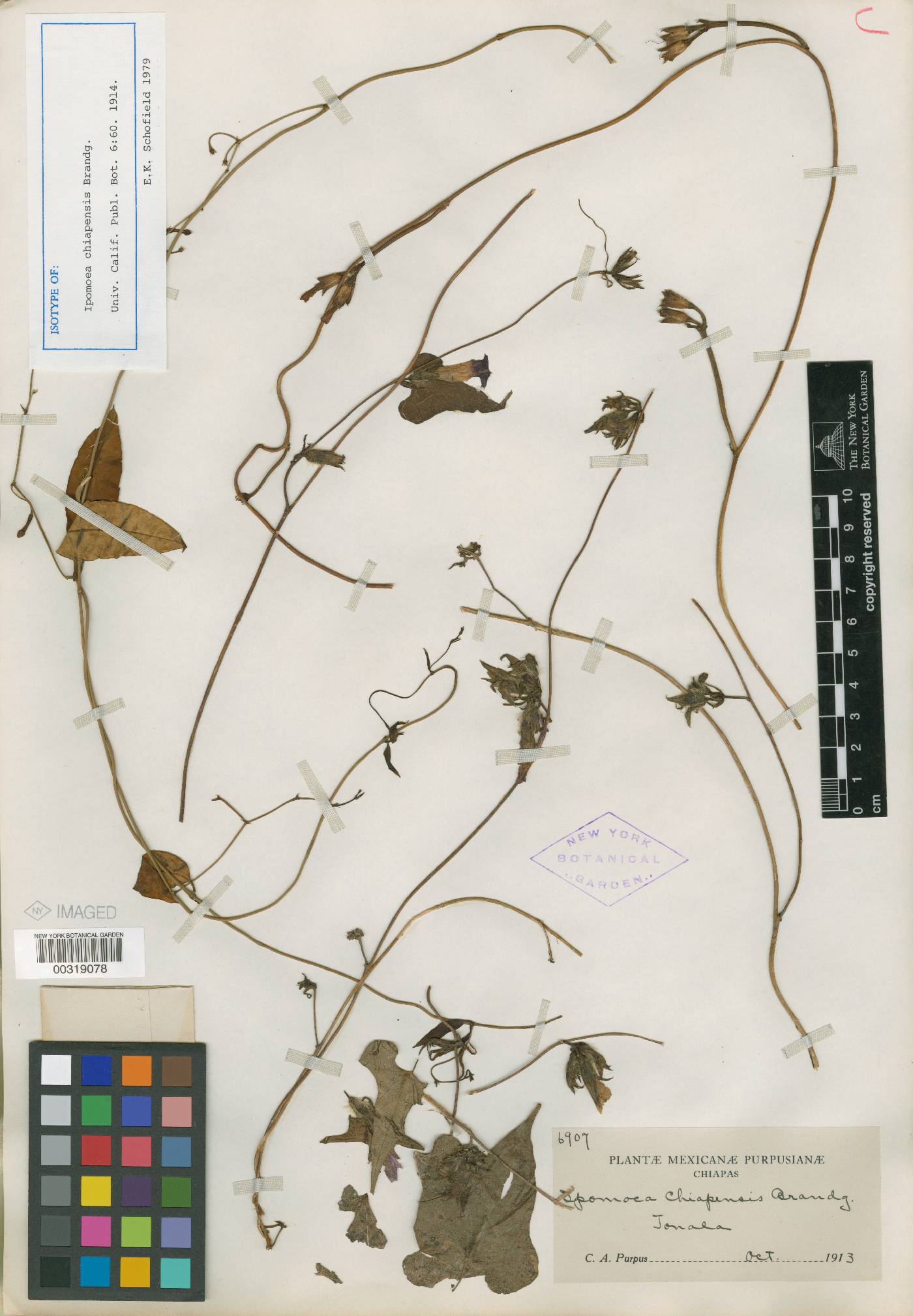 Ipomoea meyeri image