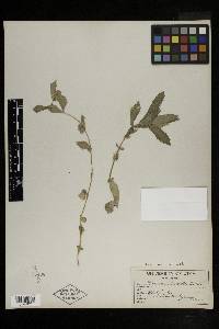 Erythranthe eastwoodiae image