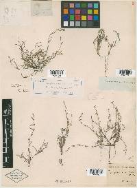 Pectocarya penicillata image