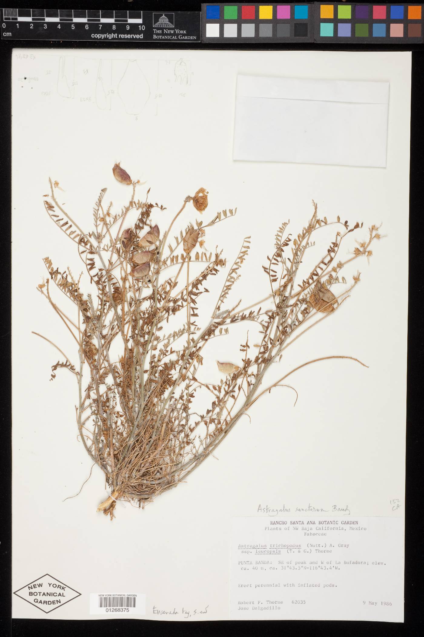 Astragalus sanctorum image