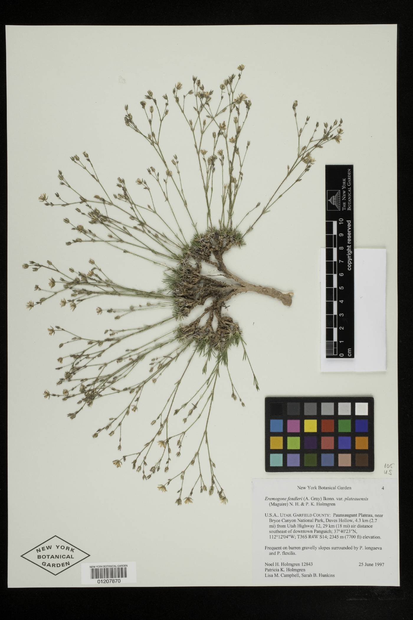 Eremogone fendleri var. plateauensis image