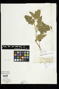Image Associated With the Occurence