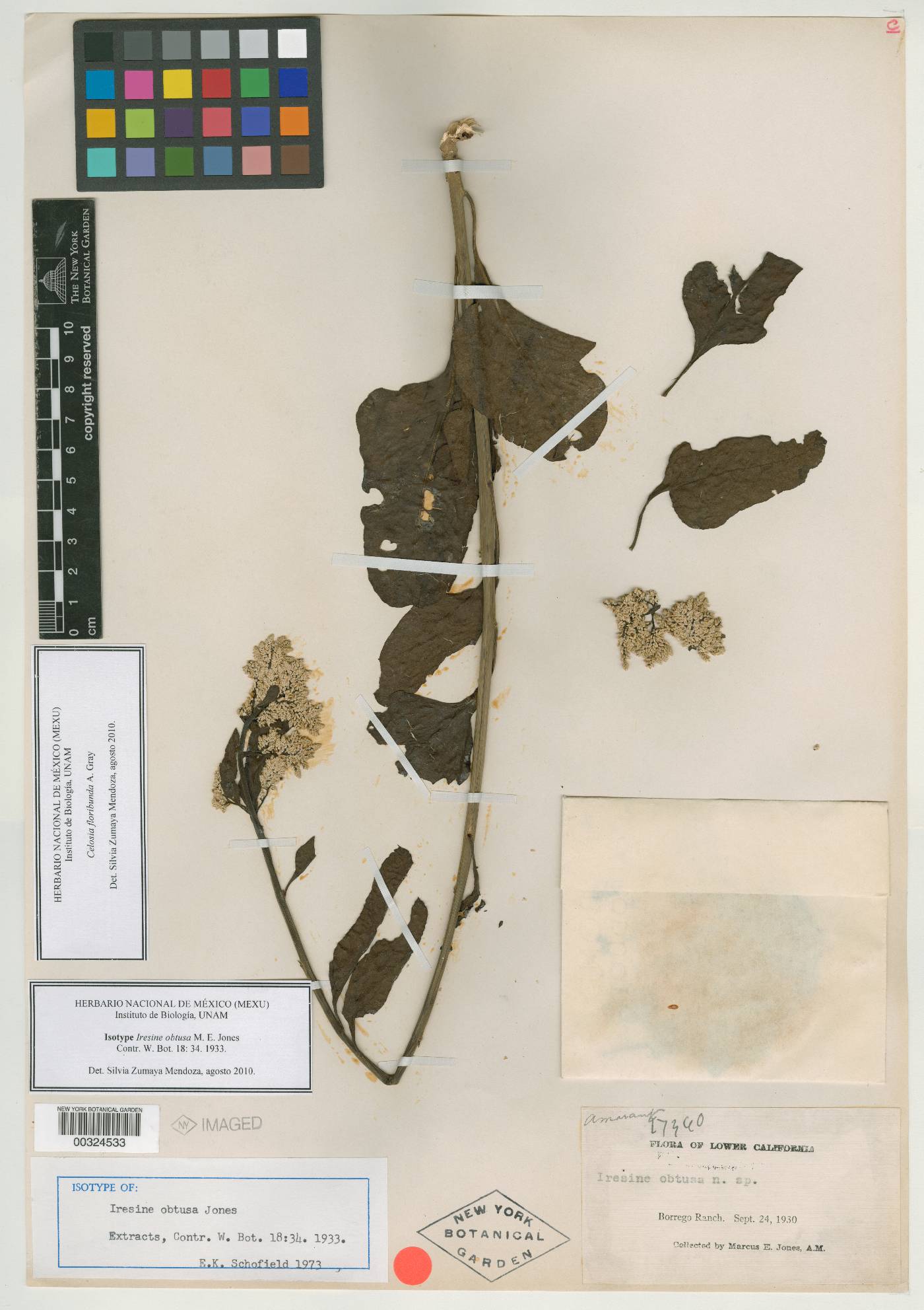Iresine obtusa image