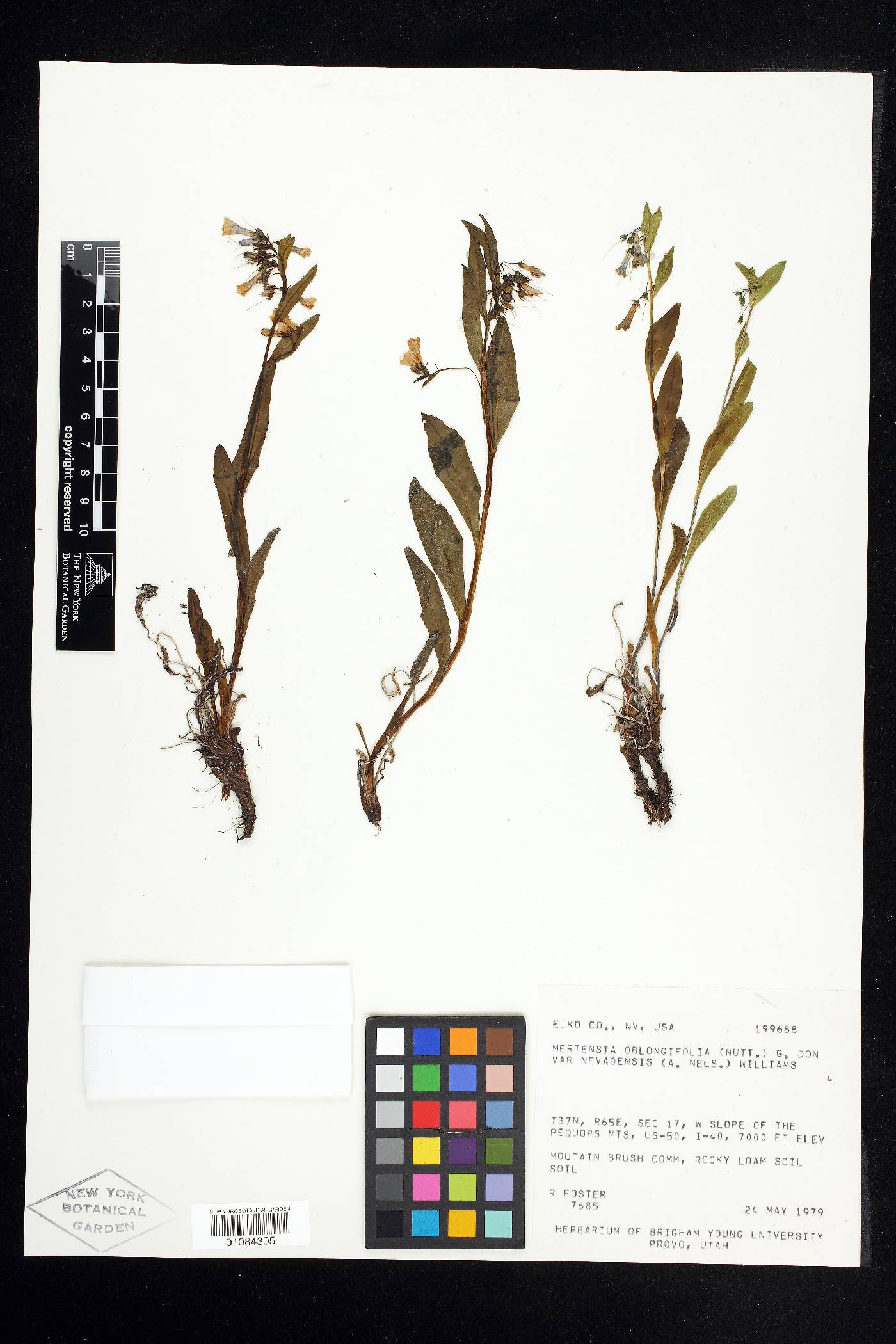 Mertensia oblongifolia image