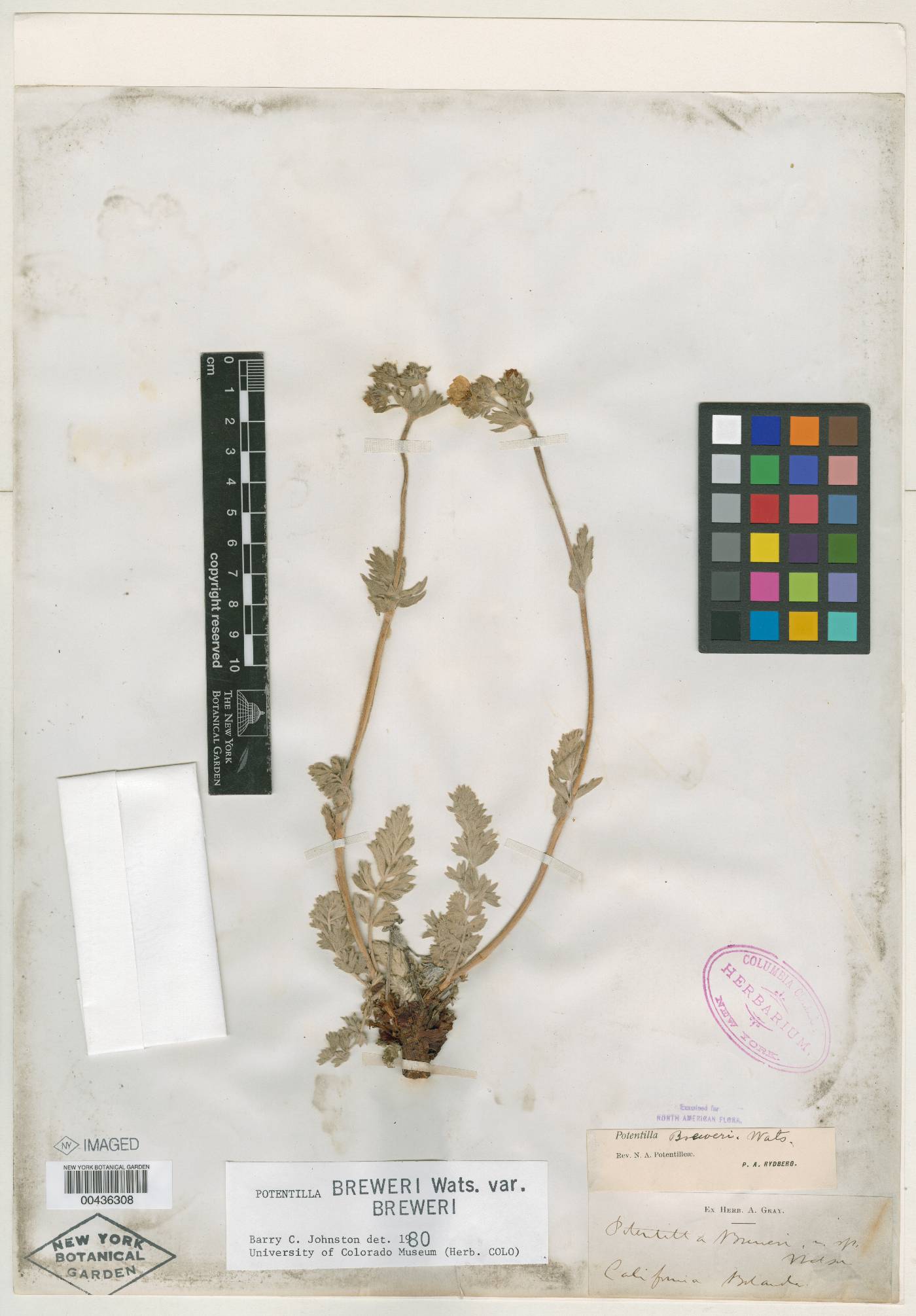 Potentilla breweri var. expansa image