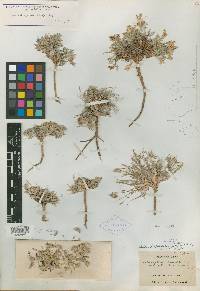 Astragalus desperatus var. petrophilus image