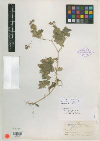 Phacelia flaccida image