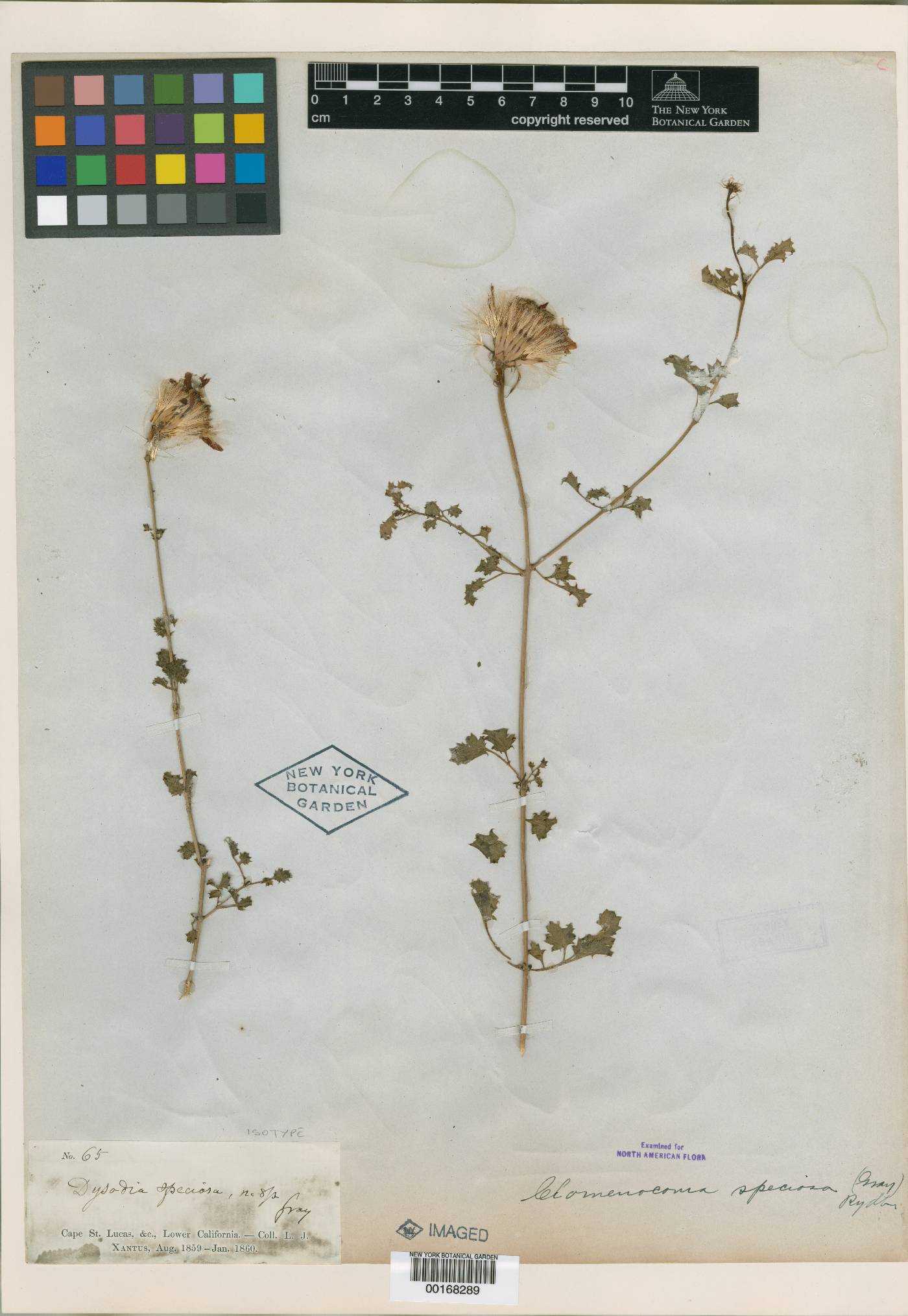 Adenophyllum speciosum image