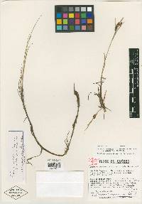 Carex limosoides image