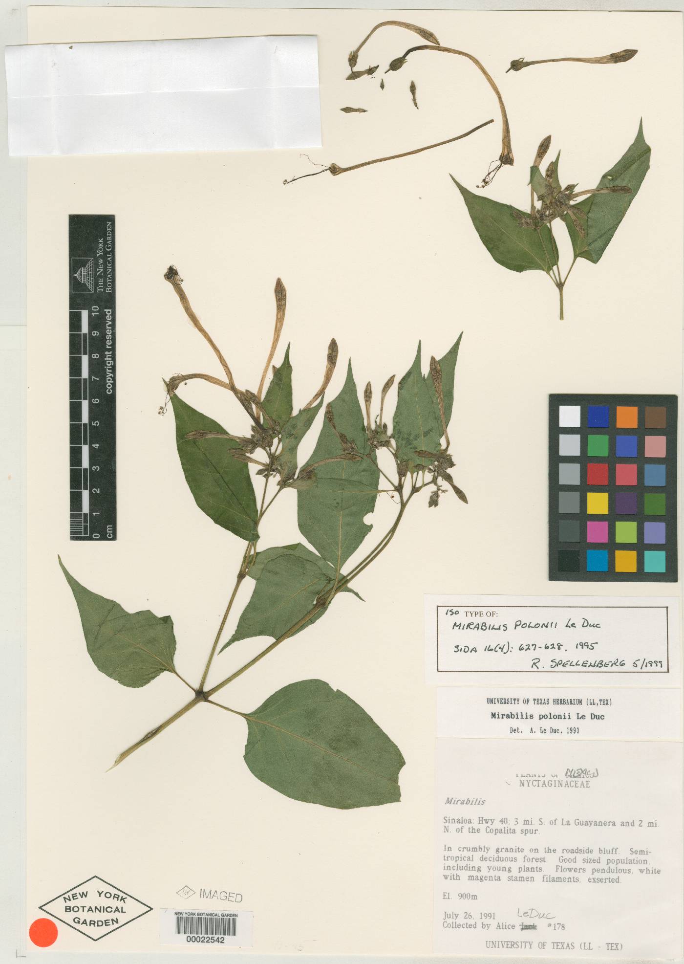 Mirabilis polonii image