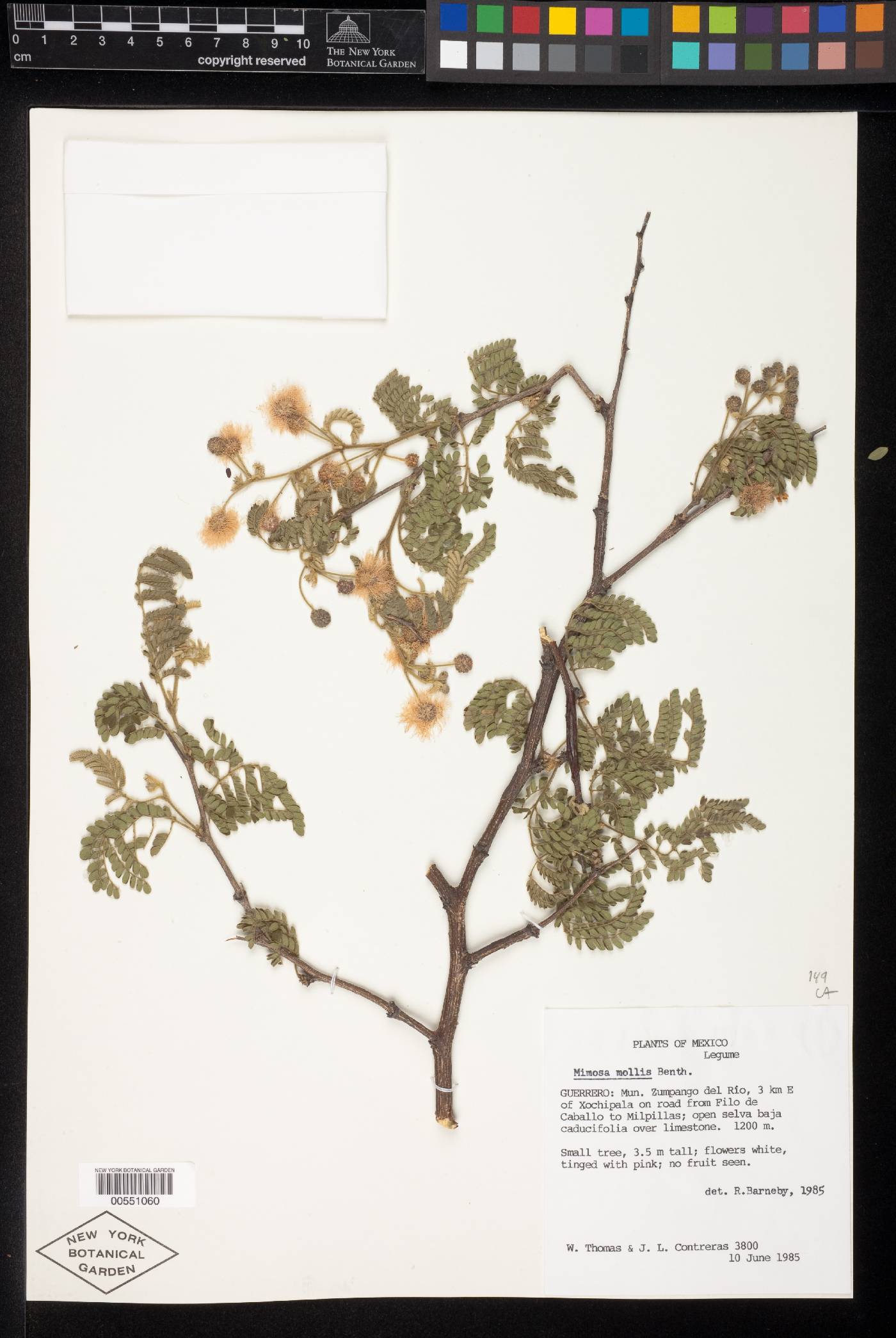 Mimosa mollis image