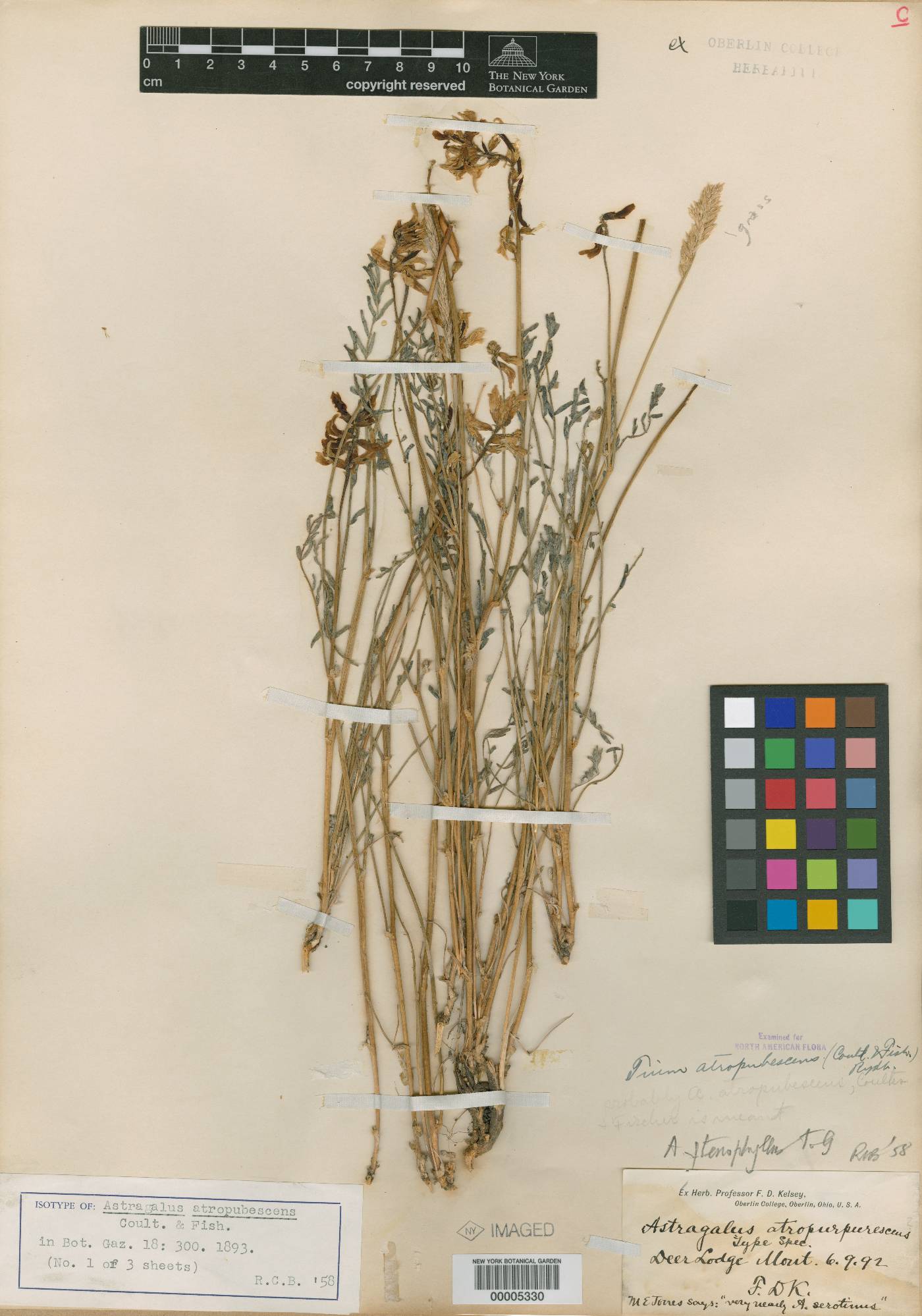 Astragalus atropubescens image