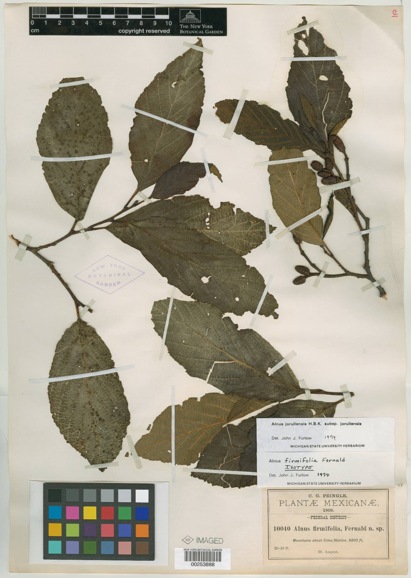 Alnus jorullensis subsp. jorullensis image