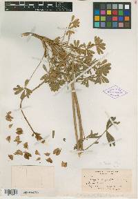 Lupinus hyacinthinus image