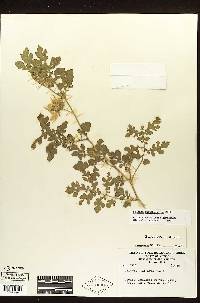 Solanum angustifolium image