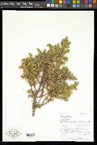 Juniperus communis var. depressa image