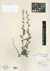 Image of Lithospermum chihuahuanum
