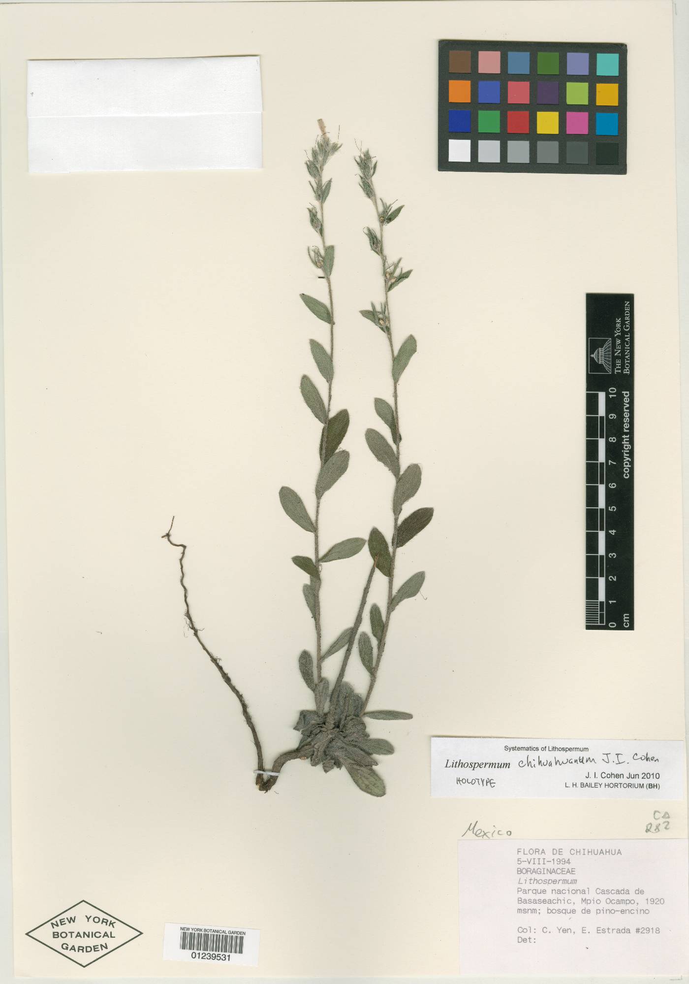 Lithospermum chihuahuanum image