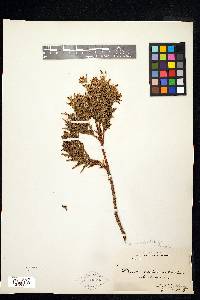 Thuja occidentalis image