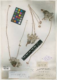 Eriogonum ochroleucum image
