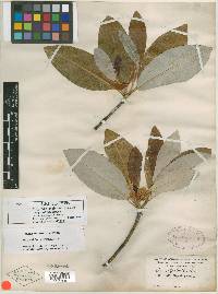 Magnolia virginiana image