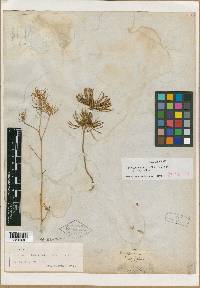 Thelypodium integrifolium image