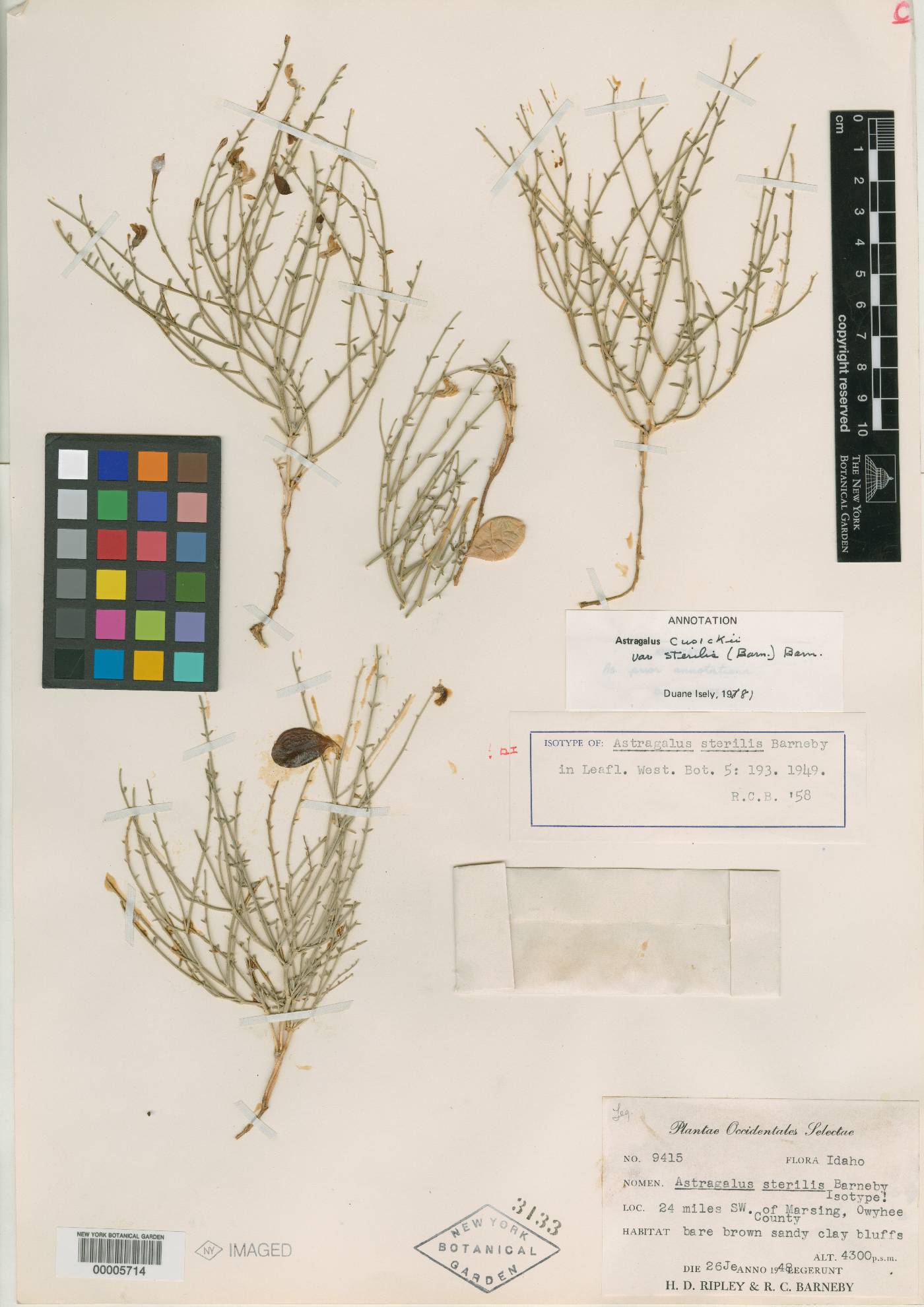 Astragalus cusickii var. sterilis image