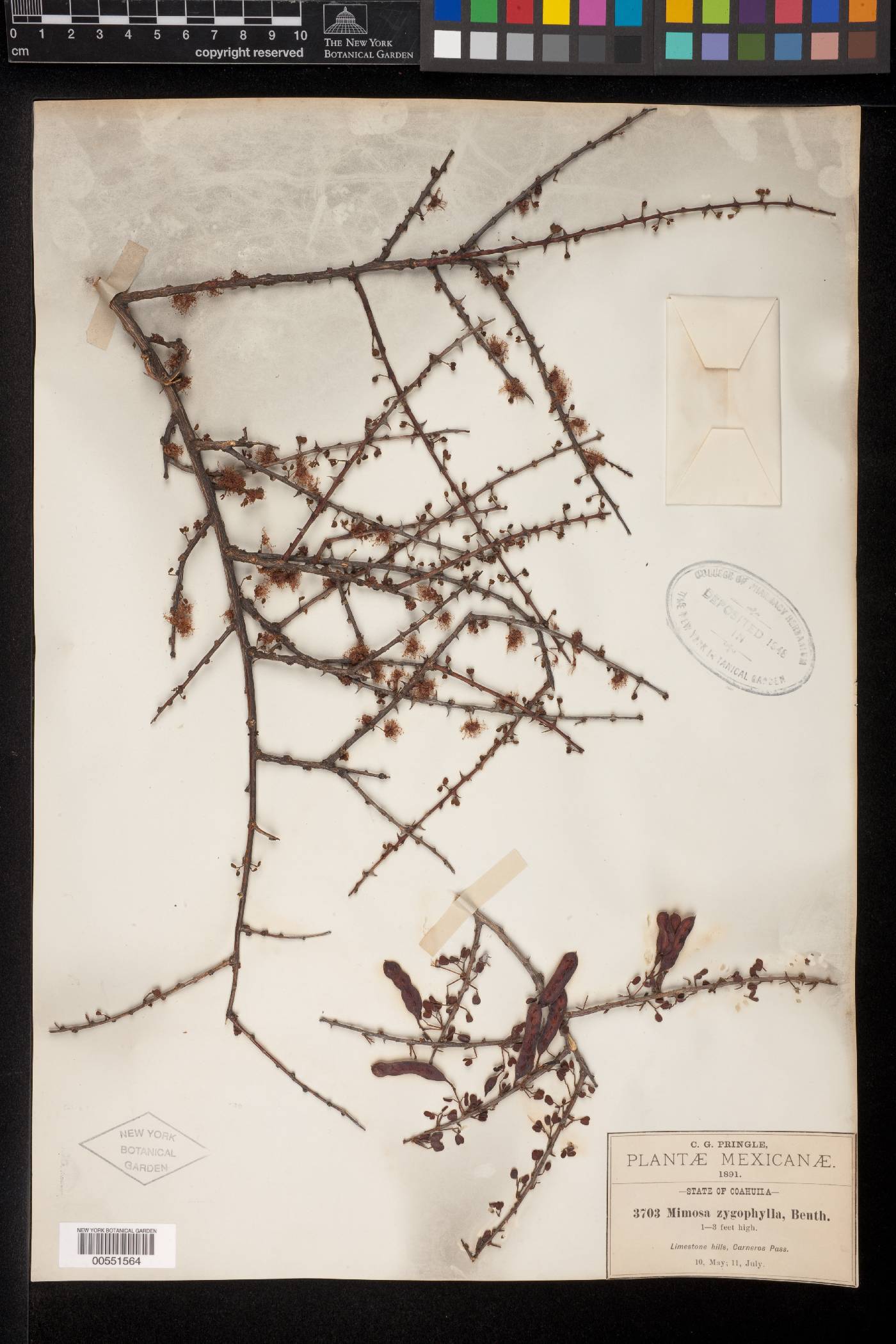 Mimosa zygophylla image