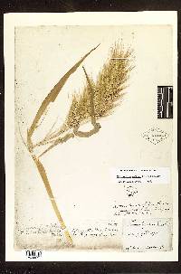 Pennisetum polystachion image