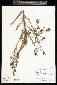 Cordylanthus wrightii subsp. wrightii image