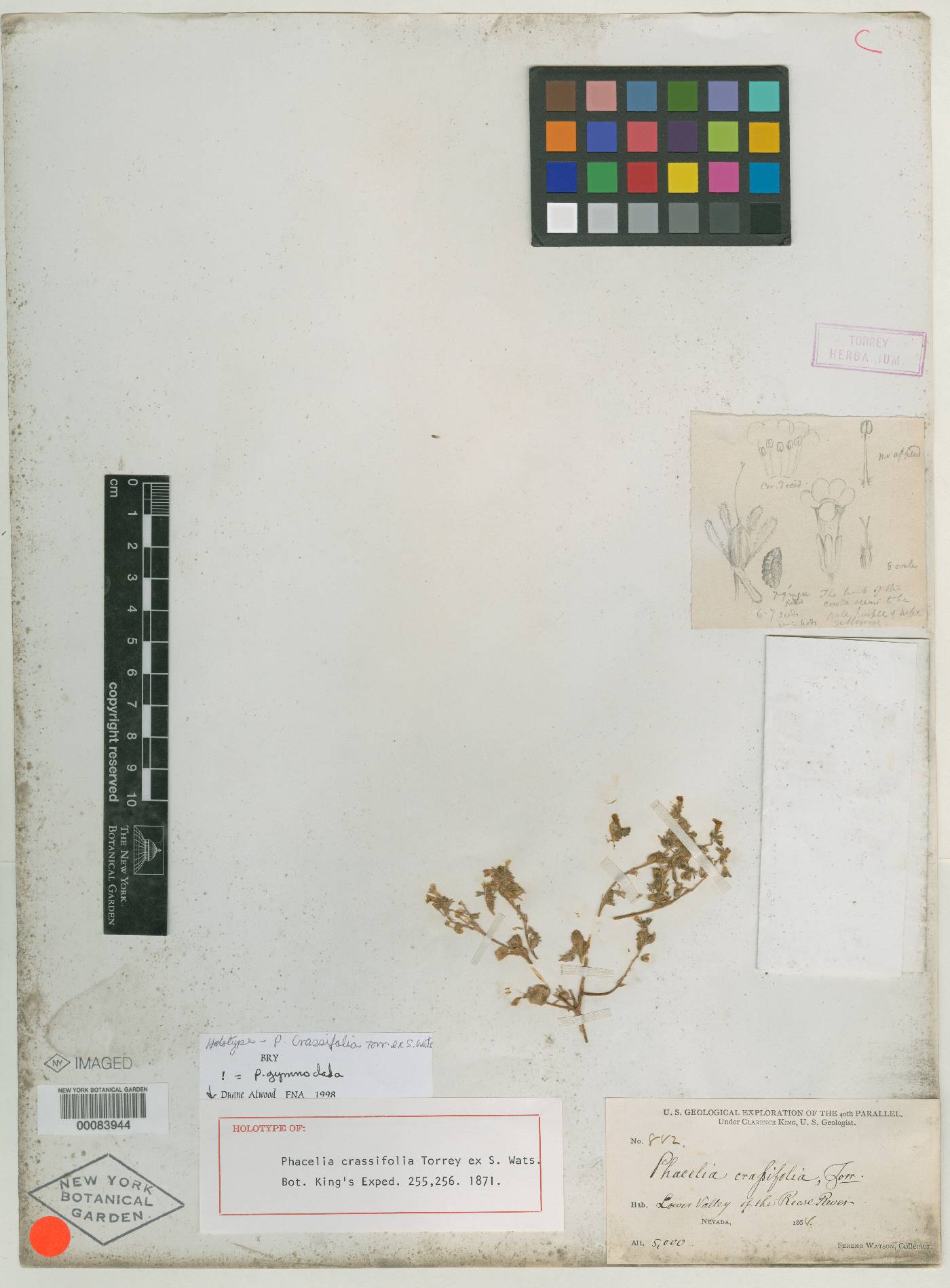 Phacelia crassifolia image
