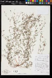 Marina chrysorrhiza image