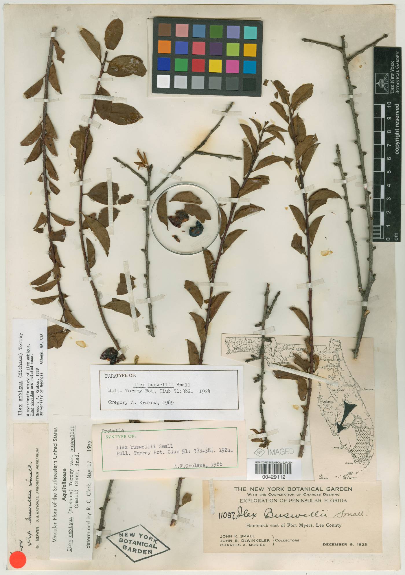 Ilex buswellii image