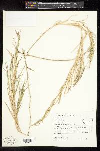 Muhlenbergia mexicana image