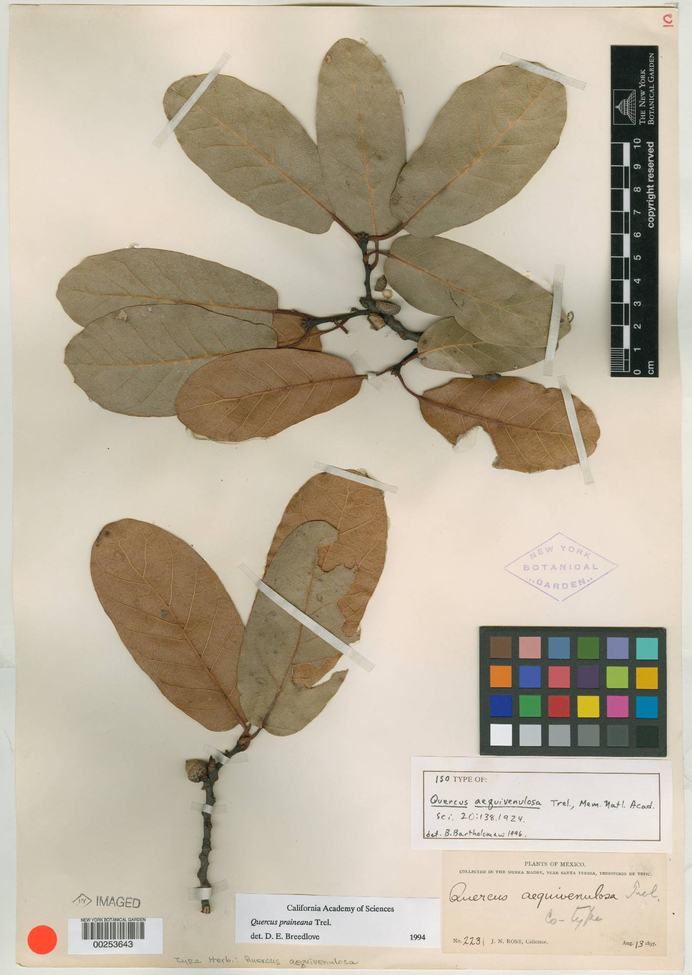 Quercus coffeicolor image