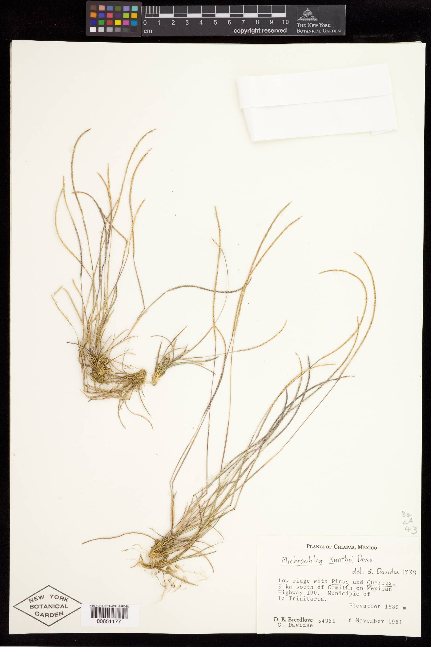 Microchloa kunthii image