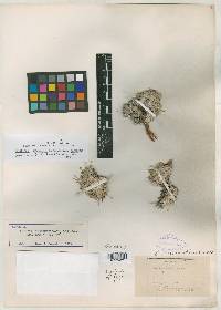 Eriogonum pulvinatum image