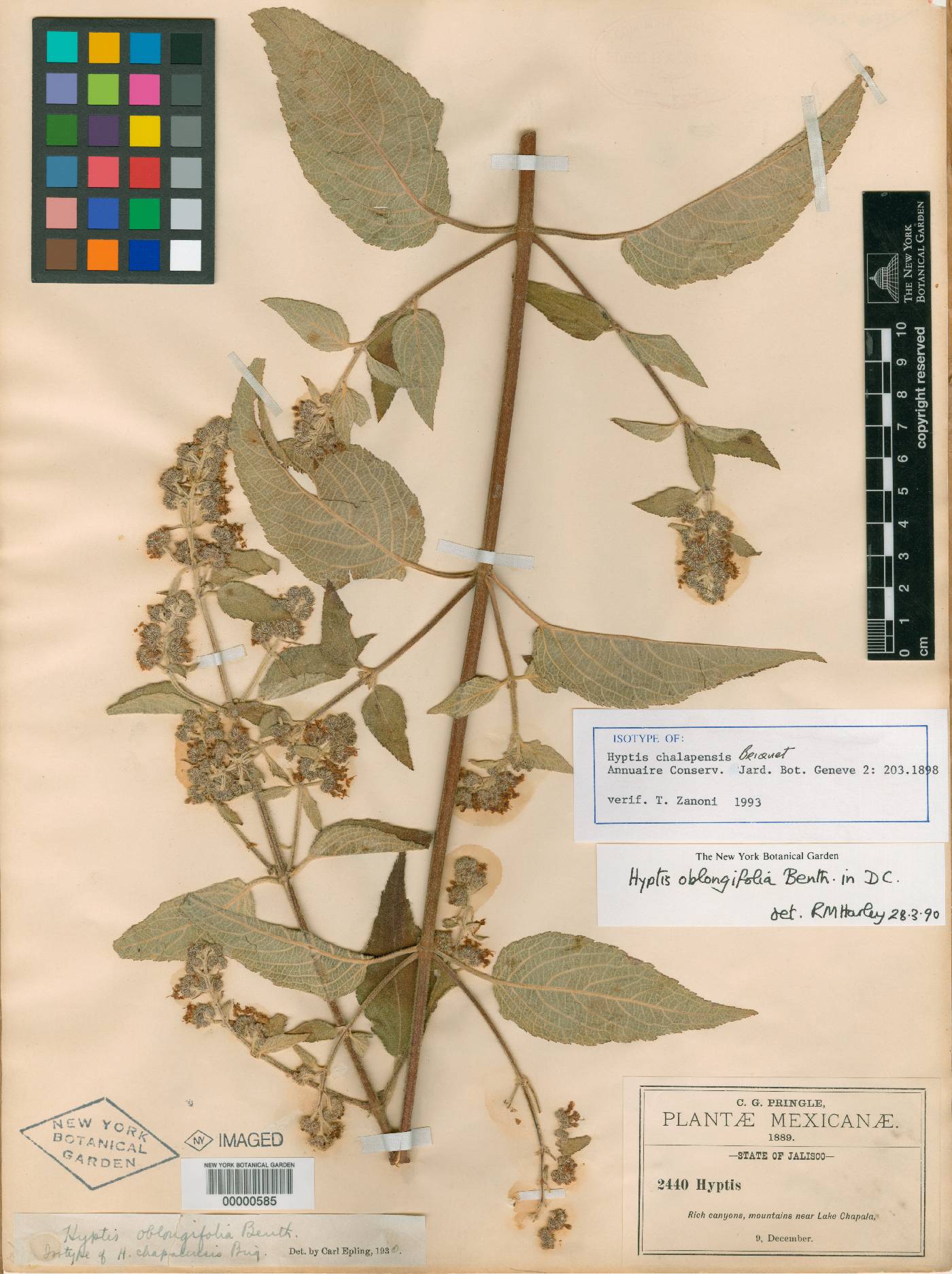 Mesosphaerum oblongifolium image