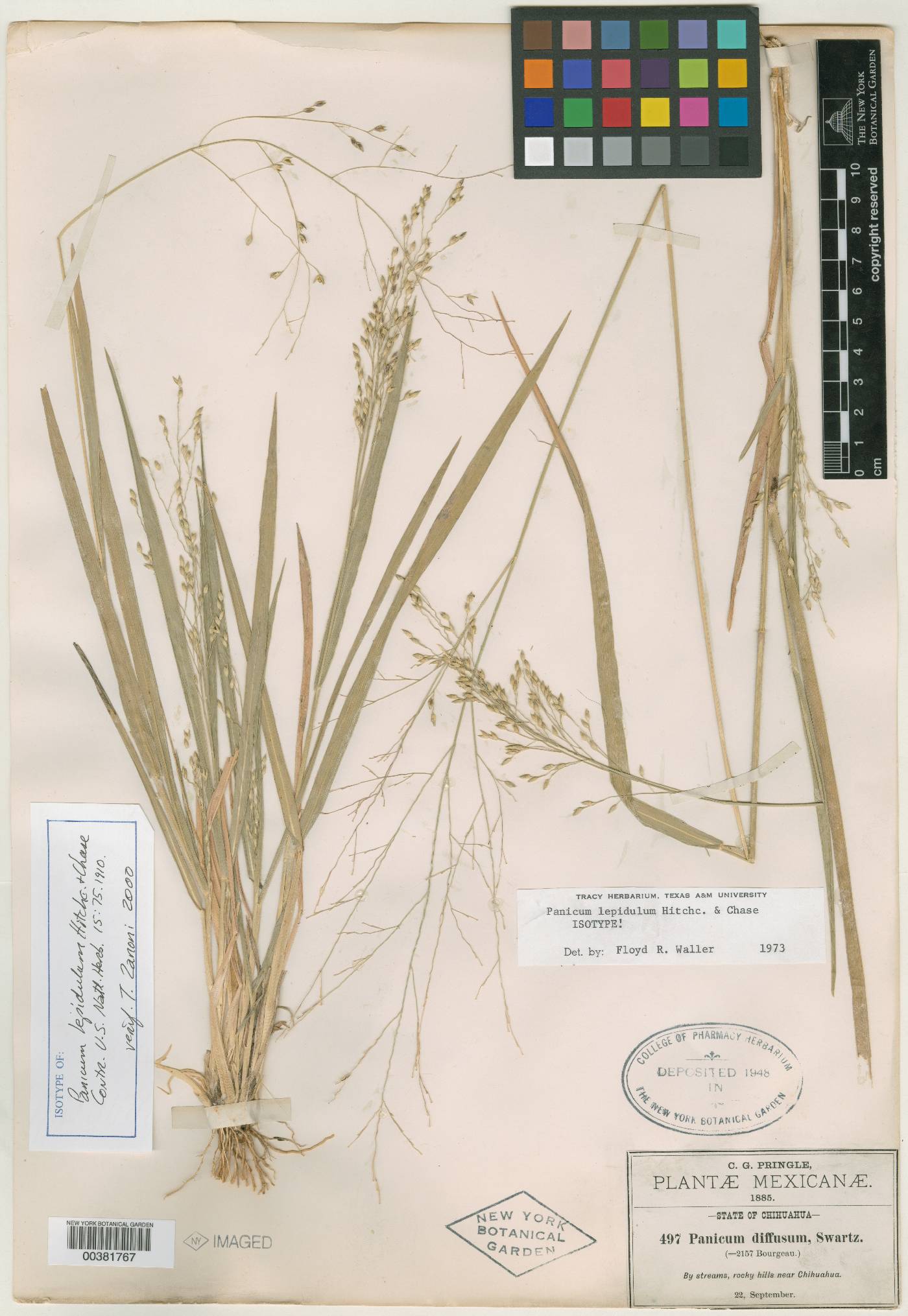 Panicum lepidulum image