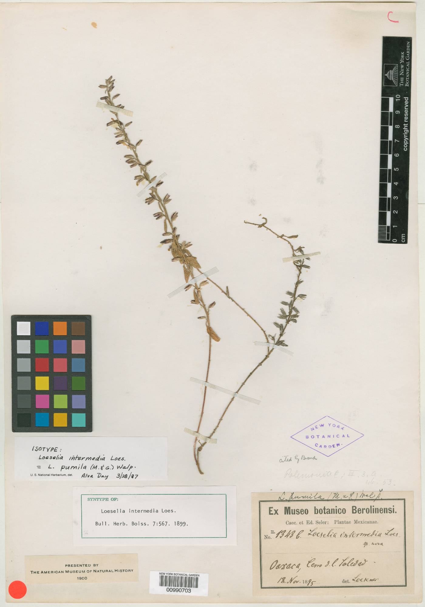 Loeselia glandulosa subsp. glandulosa image