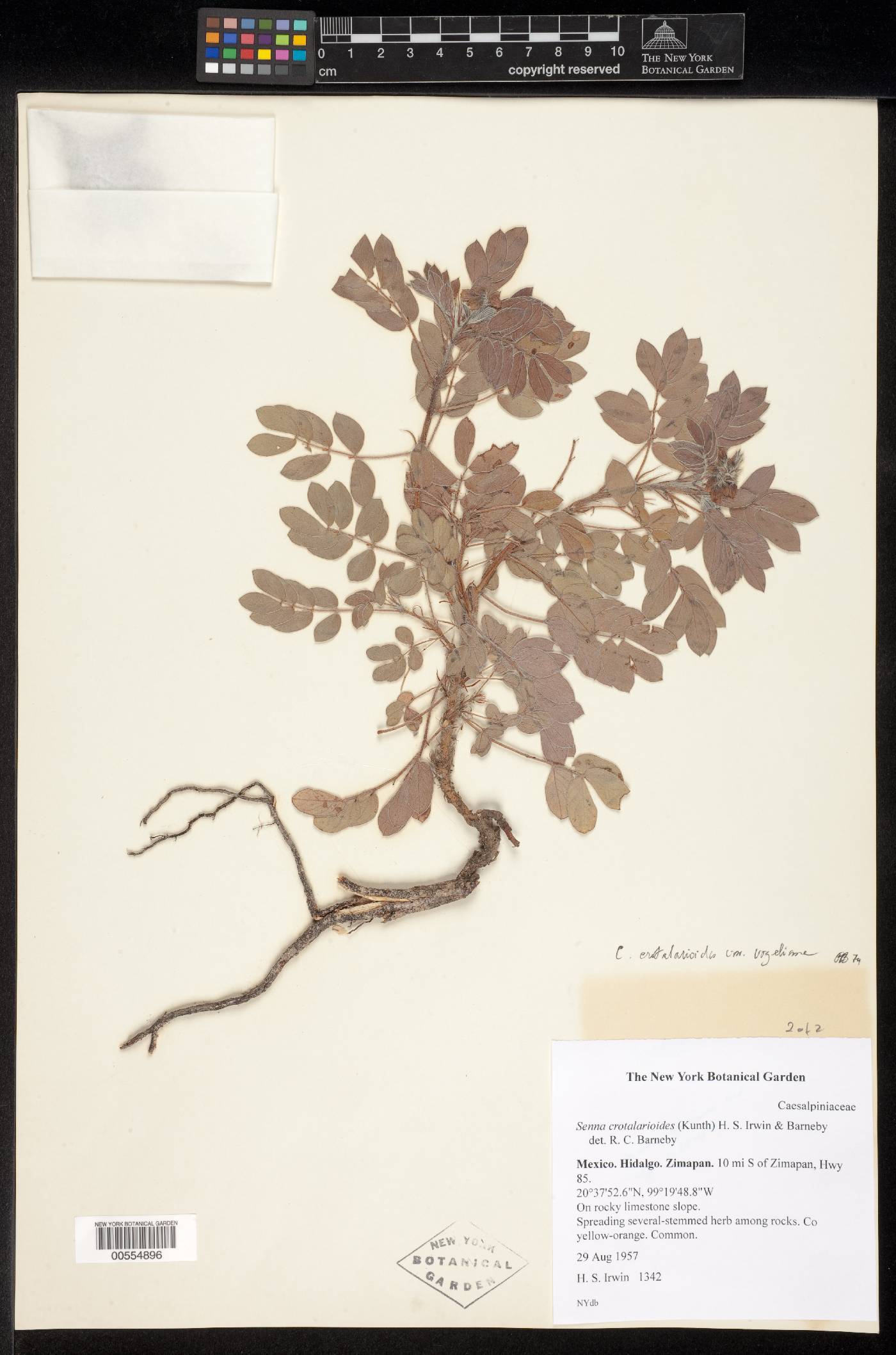 Senna crotalarioides image