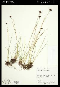 Juncus mertensianus image