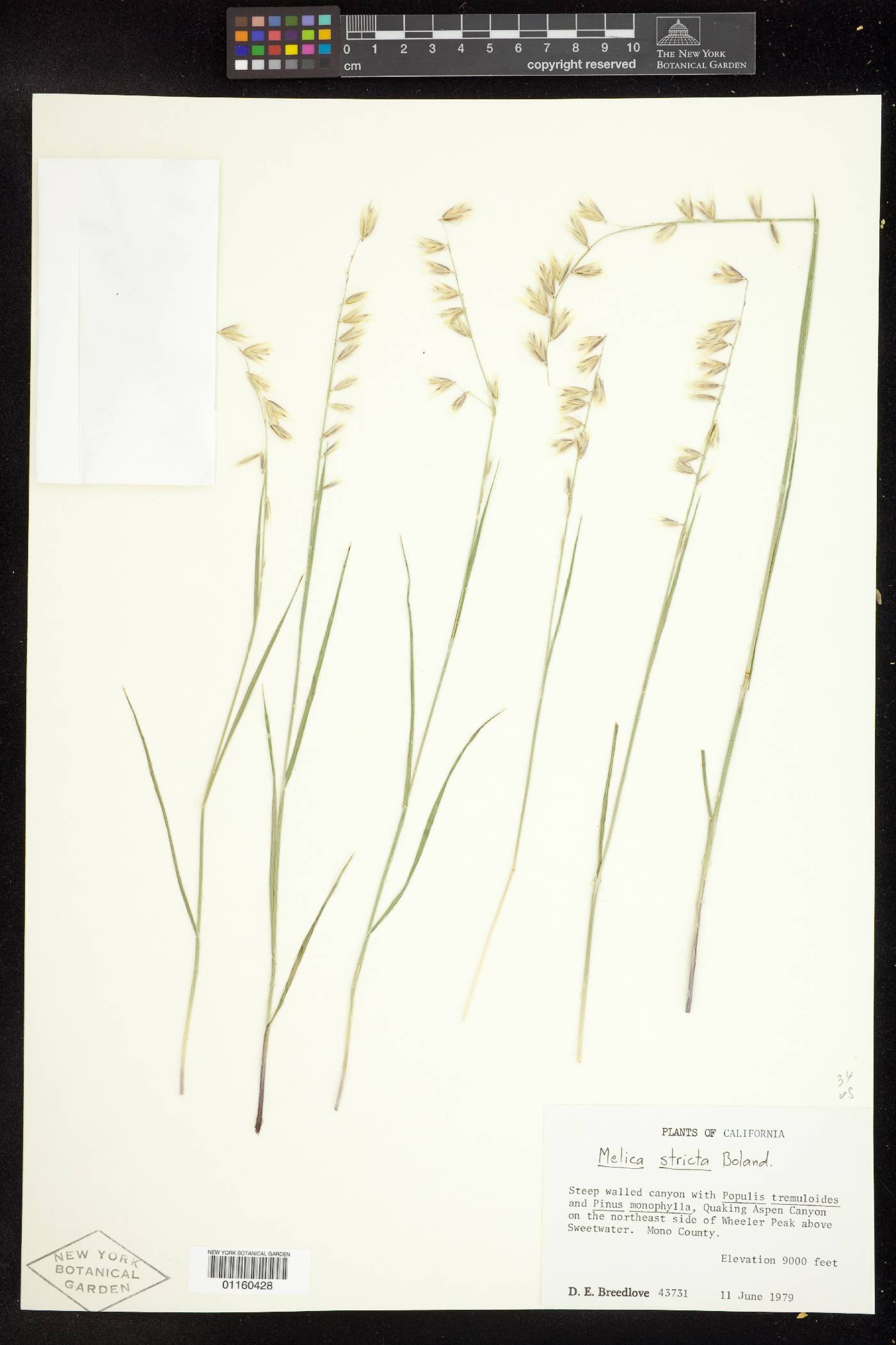 Melica stricta image