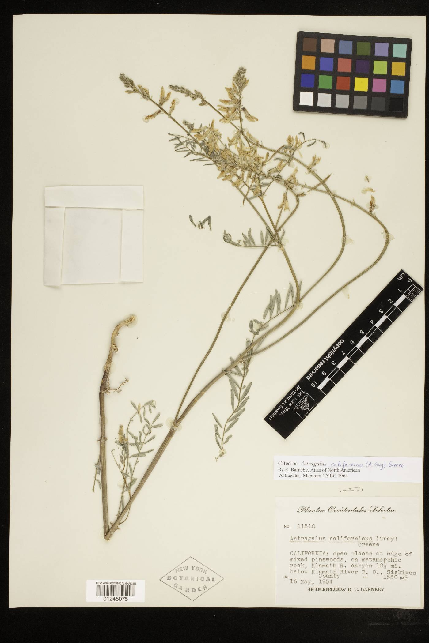 Astragalus californicus image