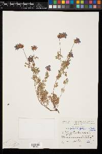 Dalea pinetorum var. anilantha image